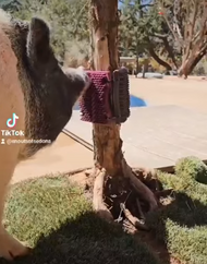 Creative Scratching Places