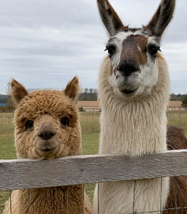Llama and alpaca standing together in a pasture