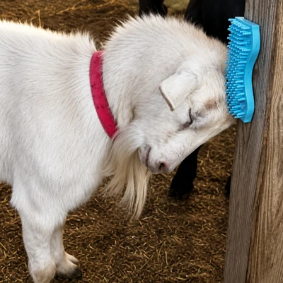 Goat scratching on ScratchnAll animal scratcher pads mounted on a wooden post