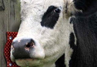 cow-scratching-post.jpg cow-scratching-post.jpg