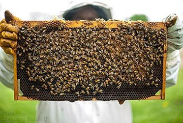 Beehive Inner Cover Canvas/Fabric Beehive Inner Cover Canvas/Fabric