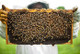 Beehive Inner Cover Canvas/Fabric