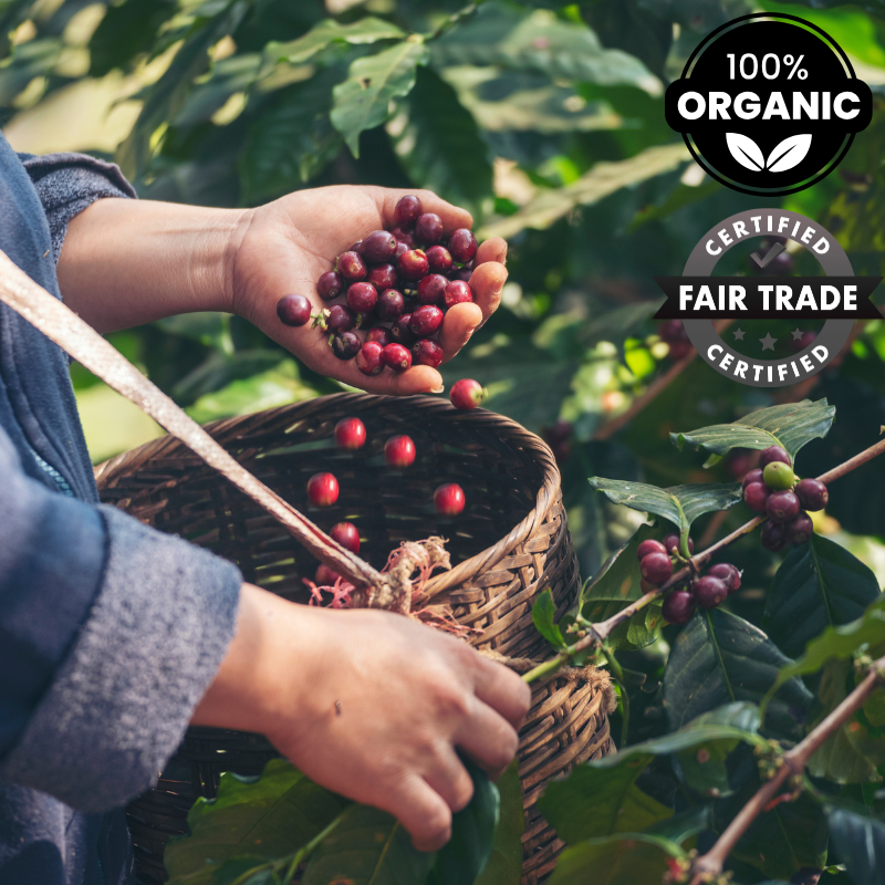 Organic Peru Cajamarca Coffee