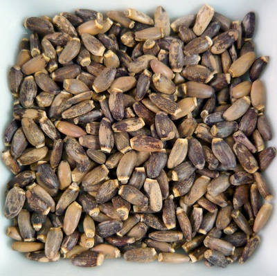 Milk Thistle Seed - Prestogeorge Coffee & Tea
