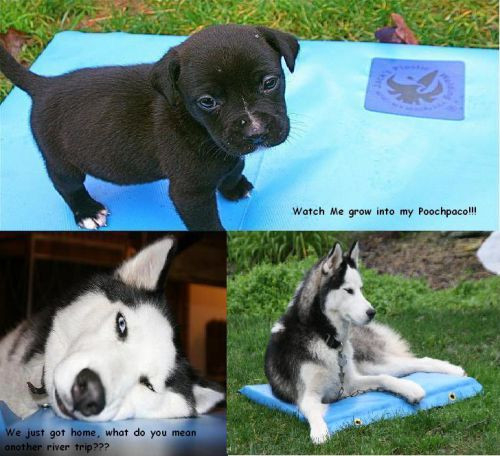 Jacks plastic welding pooch pad tuff river stuff