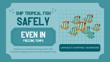 Shipping Tropical Fish Safely in Winter: Tips for Success
