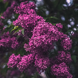 The Best Time to Plant Lilac Shrubs