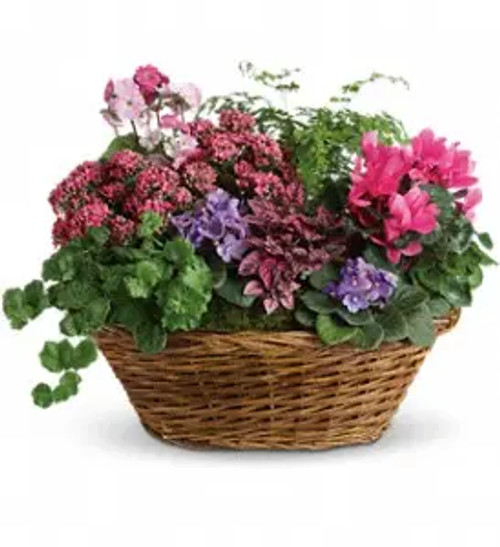 Simply Chic Mixed Plant Basket