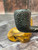 1976 Dunhill Shell Briar Pipe Made in England - Vintage Dunhill Shell 0F Estate Pipe Smoking Pipe