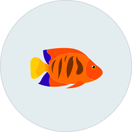 Fish Flox Ciprofloxacin 500mg for treating bacterial infections in aquarium fish. 