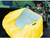 ENPAC Prowler Pop-Up Pool, Yellow
