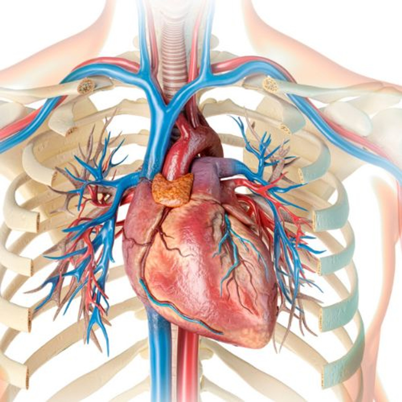 SELF-CARE: HEART HEALTH AND MASSAGE (3 CEUS) SELF-CARE: HEART HEALTH AND MASSAGE (3 CEUS)