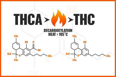 Unlocking the Potential of THC-A