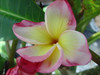 New Hybrid Plumeria