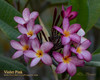 Violet Pink Plumeria