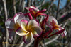 Texas Soffie FCN Plumeria