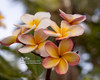 Texas Soffie FCN Plumeria