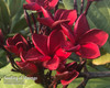 Cupid's Fire FCN Plumeria