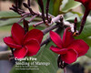 Cupid's Fire FCN Plumeria