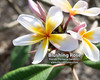 Blushing Rose Plumeria