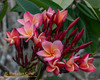 Hawaiian Coral JL Plumeria