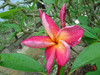 Hawaiian Sunset JL Plumeria