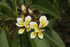 Bali Whirl Plumeria