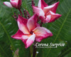 Corona Surprise Plumeria