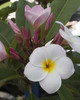 Abigail FCN Plumeria