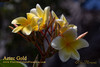 Aztec Gold Plumeria