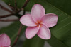 Cool Aid aka Coolaid Plumeria