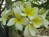 Polynesian White aka Sherman Plumeria