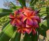 Teresa Wilder Plumeria