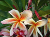 Coral Cream Plumeria