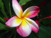 Frangifest Plumeria