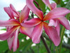 California Sally Plumeria