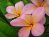 Orange Punch Plumeria