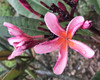 Bronze Star Plumeria