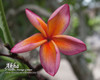 Akha Plumeria