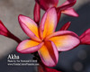 Akha Plumeria