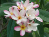 Sondra B FCN Plumeria