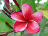 Hurricane Plumeria