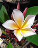 Aimhorn aka Chompoo Paan Plumeria