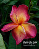 Butterfly Gold Plumeria