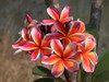 Chocko Delight Plumeria