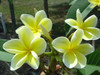 Bowen Yellow Plumeria