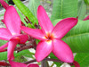 Calcutta Star Plumeria