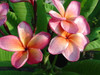 Temptation JJ  aka PC 33 Plumeria