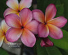 Temptation JJ  aka PC 33 Plumeria