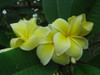 Dan Leidke FCN Plumeria